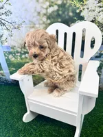 Bucky, a male Maltipoo for sale in Kansas City, MO – 3 of 9