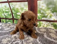 Bella, a female Maltipoo for sale in Bella Vista, AR – 3 of 7