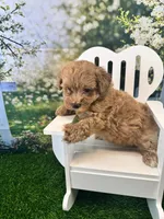 Eve, a female Maltipoo for sale in Kansas City, MO – 10 of 10
