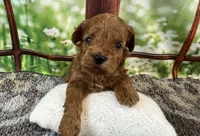 Bella, a female Maltipoo for sale in Bella Vista, AR – 6 of 7