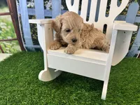 June, a female Maltipoo for sale in Bella Vista, AR – 5 of 5