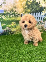June, a female Maltipoo for sale in Kansas City, MO – 3 of 10