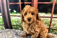 Oliver, a male Maltipoo for sale in Bella Vista, AR – 7 of 10