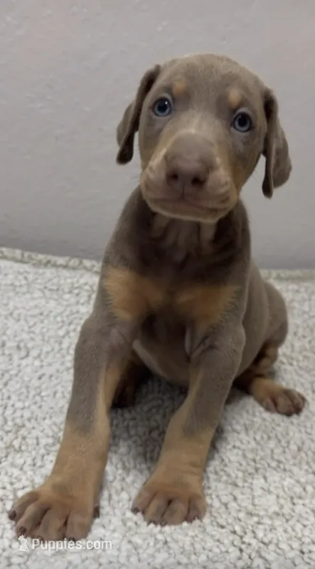 Bella – Doberman Pinscher puppy for sale in Hollywood, FL