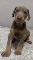 Bella, a female Doberman Pinscher for sale in Hollywood, FL – 1 of 1