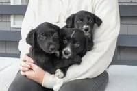 Wallen, a male Border Collie and Labrador Retriever for sale in Bluffton, IN – 2 of 3