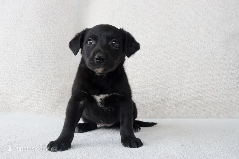 Rice – Border Collie, Labrador Retriever puppy for sale in Bluffton, IN