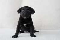 Rice, a male Border Collie and Labrador Retriever for sale in Bluffton, IN – 1 of 3