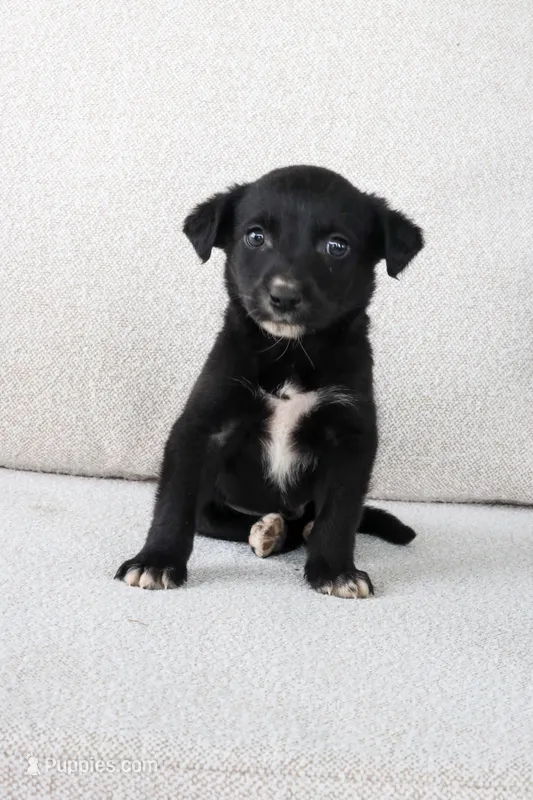 Swift – Border Collie, Labrador Retriever puppy for sale in Bluffton, IN