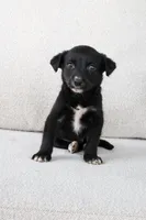 Swift, a female Border Collie and Labrador Retriever for sale in Bluffton, IN – 1 of 4