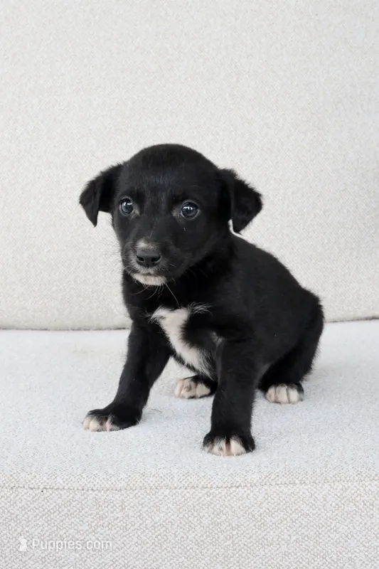 Rylee – Border Collie, Labrador Retriever puppy for sale in Bluffton, IN