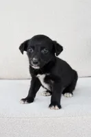 Rylee, a female Border Collie and Labrador Retriever for sale in Bluffton, IN – 1 of 4