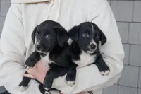 Rylee, a female Border Collie and Labrador Retriever for sale in Bluffton, IN – 2 of 4