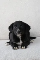 Wallen, a male Border Collie and Labrador Retriever for sale in Bluffton, IN – 1 of 3