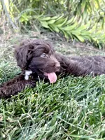 Callie, a female Miniature Aussiedoodle for sale in Bluffton, IN – Photo 6 of 6