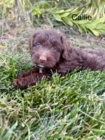 Callie, a female Miniature Aussiedoodle for sale in Bluffton, IN – Photo 5 of 6