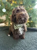 Callie, a female Miniature Aussiedoodle for sale in Bluffton, IN – Photo 3 of 6