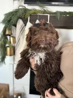 Callie, a female Miniature Aussiedoodle for sale in Bluffton, IN – Photo 2 of 6