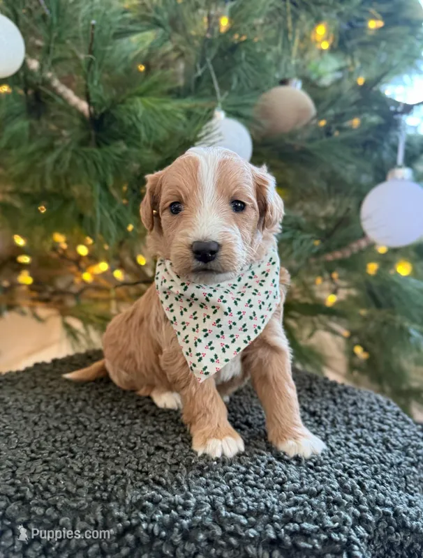 June, a male Miniature Goldendoodle for sale in Bluffton, IN – Photo 1 of 1
