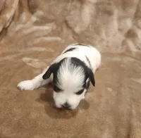 Tinker Bell, a female Morkie for sale in Wagener, SC – 4 of 10