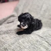 Sugar Lips, a female Yorkipoo for sale in Wagener, SC – 10 of 10