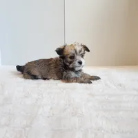 Morkie boy, a male Morkie for sale in Wagener, SC – Photo 6 of 10