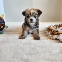 Morkie boy, a male Morkie for sale in Wagener, SC – Photo 1 of 10