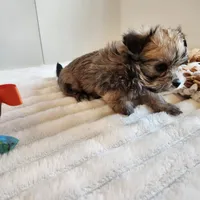 Morkie boy, a male Morkie for sale in Wagener, SC – Photo 10 of 10