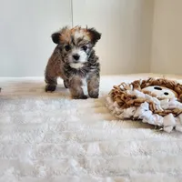 Morkie boy, a male Morkie for sale in Wagener, SC – Photo 9 of 10