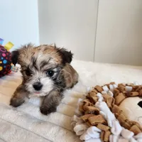 Morkie boy, a male Morkie for sale in Wagener, SC – Photo 2 of 10