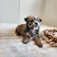 Morkie boy, a male Morkie for sale in Wagener, SC – Photo 7 of 10