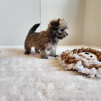 Morkie boy, a male Morkie for sale in Wagener, SC – Photo 4 of 10