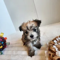 Morkie boy, a male Morkie for sale in Wagener, SC – Photo 3 of 10