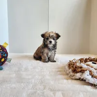 Morkie boy, a male Morkie for sale in Wagener, SC – Photo 8 of 10