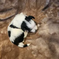 Tinker Bell, a female Morkie for sale in Wagener, SC – 2 of 10