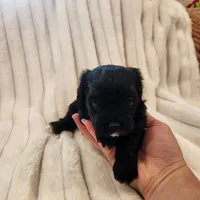 Black and white boy, a male Yorkipoo for sale in Wagener, SC – 5 of 10