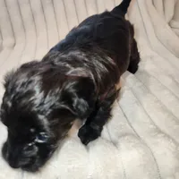 Dark Chocolate , a female Yorkipoo for sale in Wagener, SC – 8 of 10