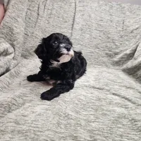 Sugar Lips, a female Yorkipoo for sale in Wagener, SC – 4 of 10