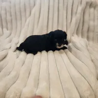 Black and white Beauty, a female Yorkipoo for sale in Wagener, SC – 5 of 9