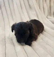 Beautiful dark chocolate girl, a female Yorkipoo for sale in Wagener, SC – 6 of 10