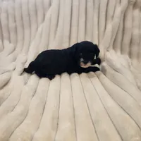 Black and white Beauty, a female Yorkipoo for sale in Wagener, SC – 9 of 9