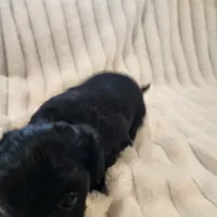 Black and white male, a male Yorkipoo for sale in Wagener, SC – 10 of 10