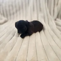 Beautiful dark chocolate girl, a female Yorkipoo for sale in Wagener, SC – 9 of 10