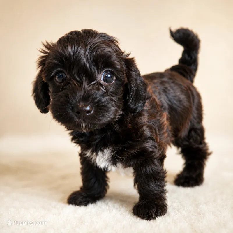 Daisy Mae – Yorkipoo puppy for sale in Wagener, SC