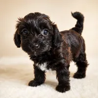 Daisy Mae, a female Yorkipoo for sale in Wagener, SC – 1 of 10