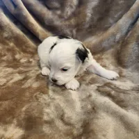 Olive, a female Morkie for sale in Wagener, SC – 5 of 10