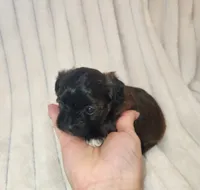 Beautiful dark chocolate girl, a female Yorkipoo for sale in Wagener, SC – 10 of 10