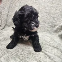 Sugar Lips, a female Yorkipoo for sale in Wagener, SC – 6 of 10