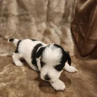 Tinker Bell, a female Morkie for sale in Wagener, SC – 8 of 10