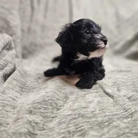 Sugar Lips, a female Yorkipoo for sale in Wagener, SC – 9 of 10